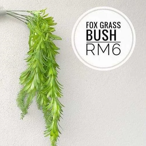 (SM) (CYB) Flora - Fox Grass Bush