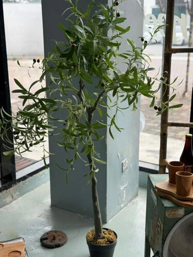 ™ Artificial Olive Tree (pokok)