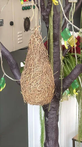 ™ Sarang burung
